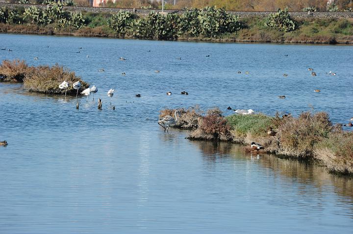 2Saline di Augusta 16.1.2011 (126).JPG